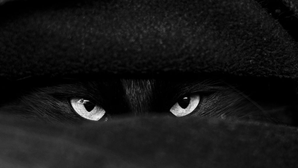 Foto por: Alex Dos Santos desde Pexels