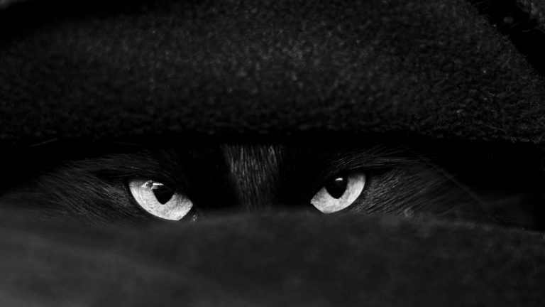 Foto por: Alex Dos Santos desde Pexels